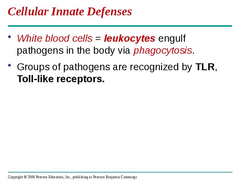 Cellular Innate Defenses
White blood cells = leukocytes engulf pathogens in Cellular Innate Defenses
White blood cells = leukocytes engulf pathogens in