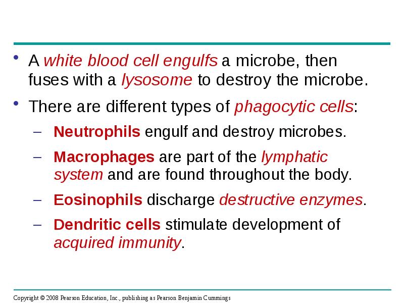 A white blood cell engulfs a microbe, then fuses with a A white blood cell engulfs a microbe, then fuses with a