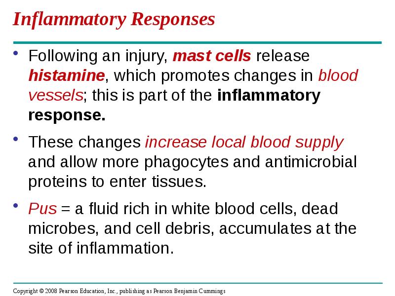 Inflammatory Responses
Following an injury, mast cells release histamine, which promotes Inflammatory Responses
Following an injury, mast cells release histamine, which promotes