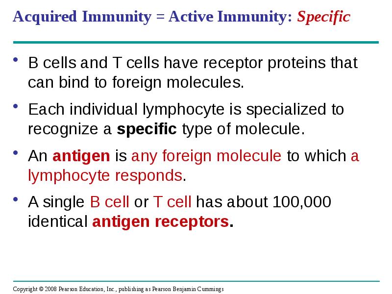 Acquired Immunity = Active Immunity: Specific
B cells and T cells Acquired Immunity = Active Immunity: Specific
B cells and T cells
