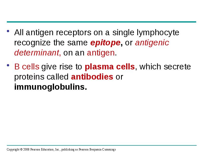 All antigen receptors on a single lymphocyte recognize the same epitope, All antigen receptors on a single lymphocyte recognize the same epitope,