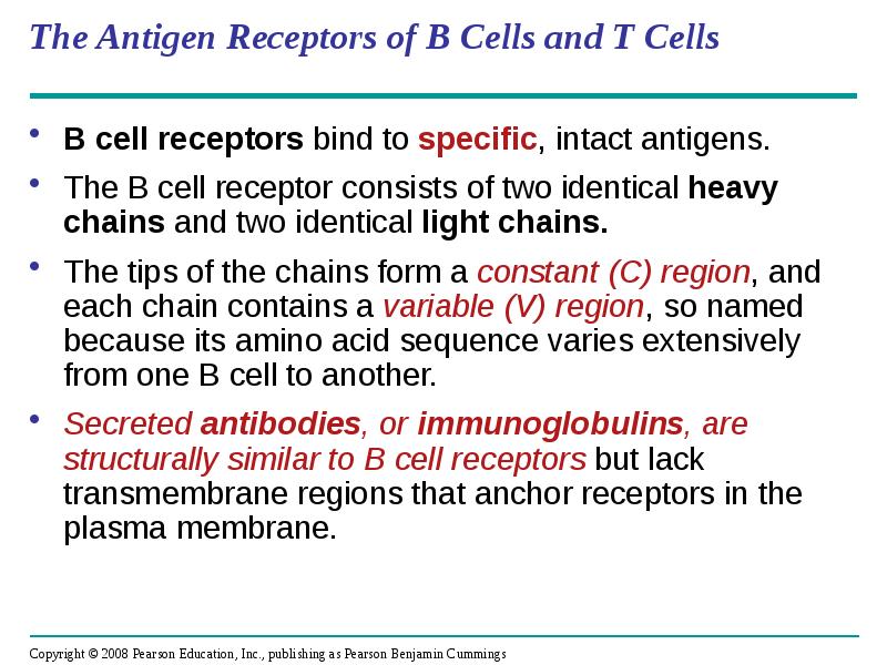 The Antigen Receptors of B Cells and T Cells
B cell The Antigen Receptors of B Cells and T Cells
B cell