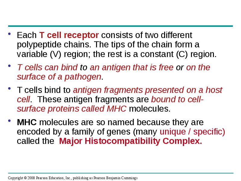 Each T cell receptor consists of two different polypeptide chains. The Each T cell receptor consists of two different polypeptide chains. The