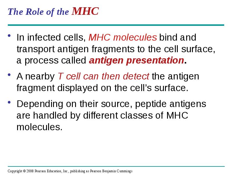 The Role of the MHC
In infected cells, MHC molecules bind The Role of the MHC
In infected cells, MHC molecules bind