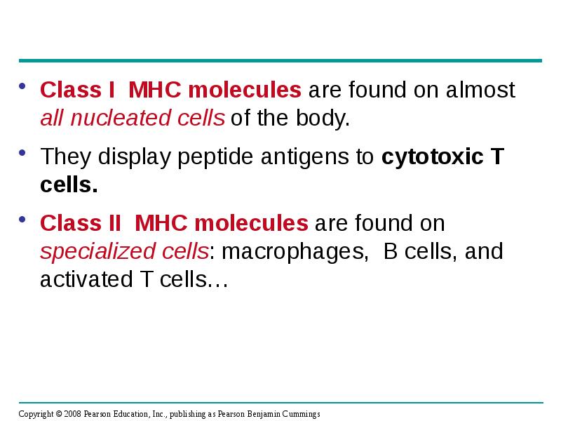 Class I MHC molecules are found on almost all nucleated cells Class I MHC molecules are found on almost all nucleated cells