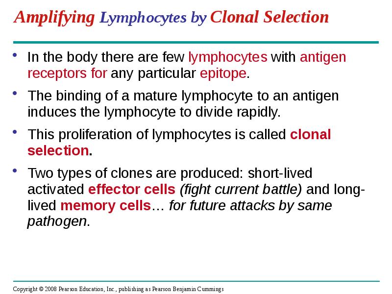 Amplifying Lymphocytes by Clonal Selection
In the body there are few Amplifying Lymphocytes by Clonal Selection
In the body there are few