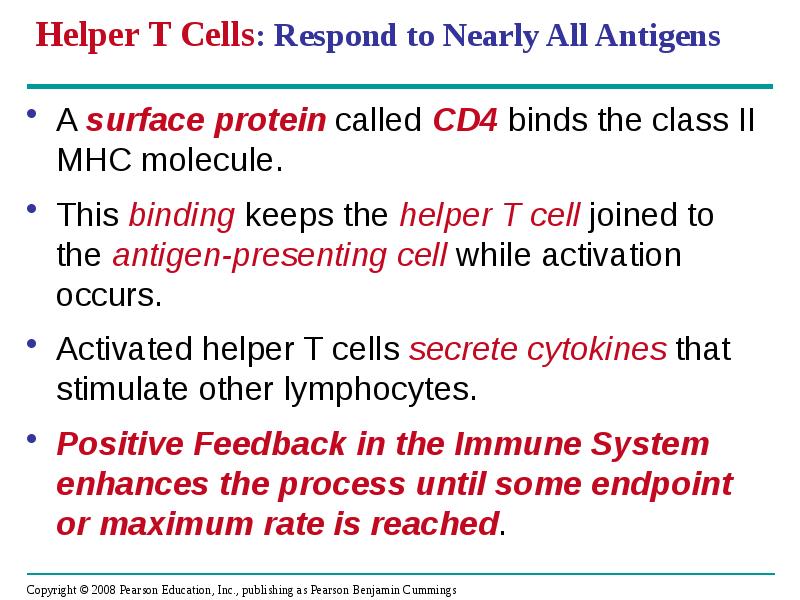Helper T Cells: Respond to Nearly All Antigens
A surface protein Helper T Cells: Respond to Nearly All Antigens
A surface protein