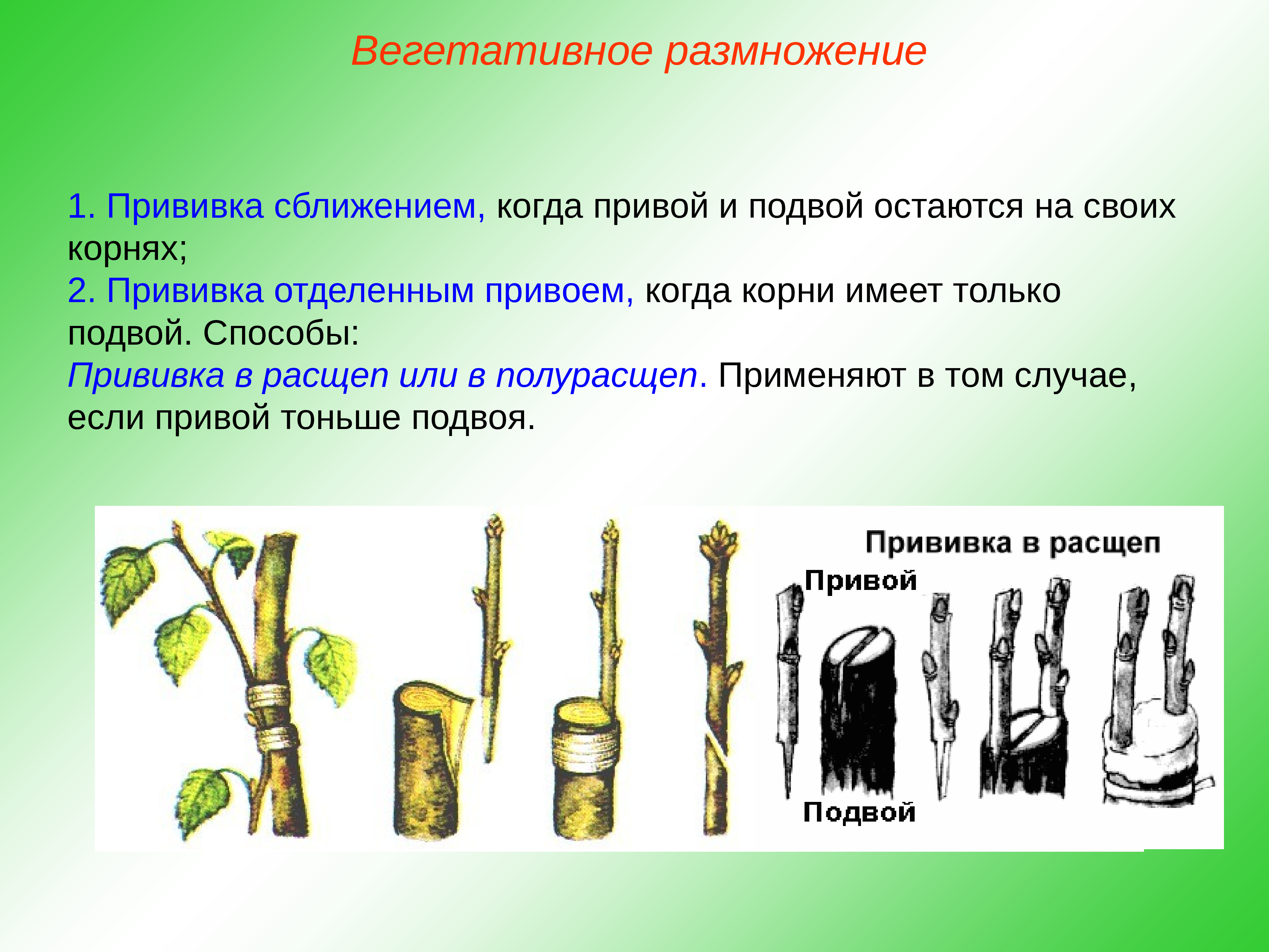 Как называется представленные изображения. Прививка растений подвой привой. Вегетативному размножению прививкой подвоя.. Типы прививка вегетативное размножение. Вегетативное размножение прививкой 6 класс.