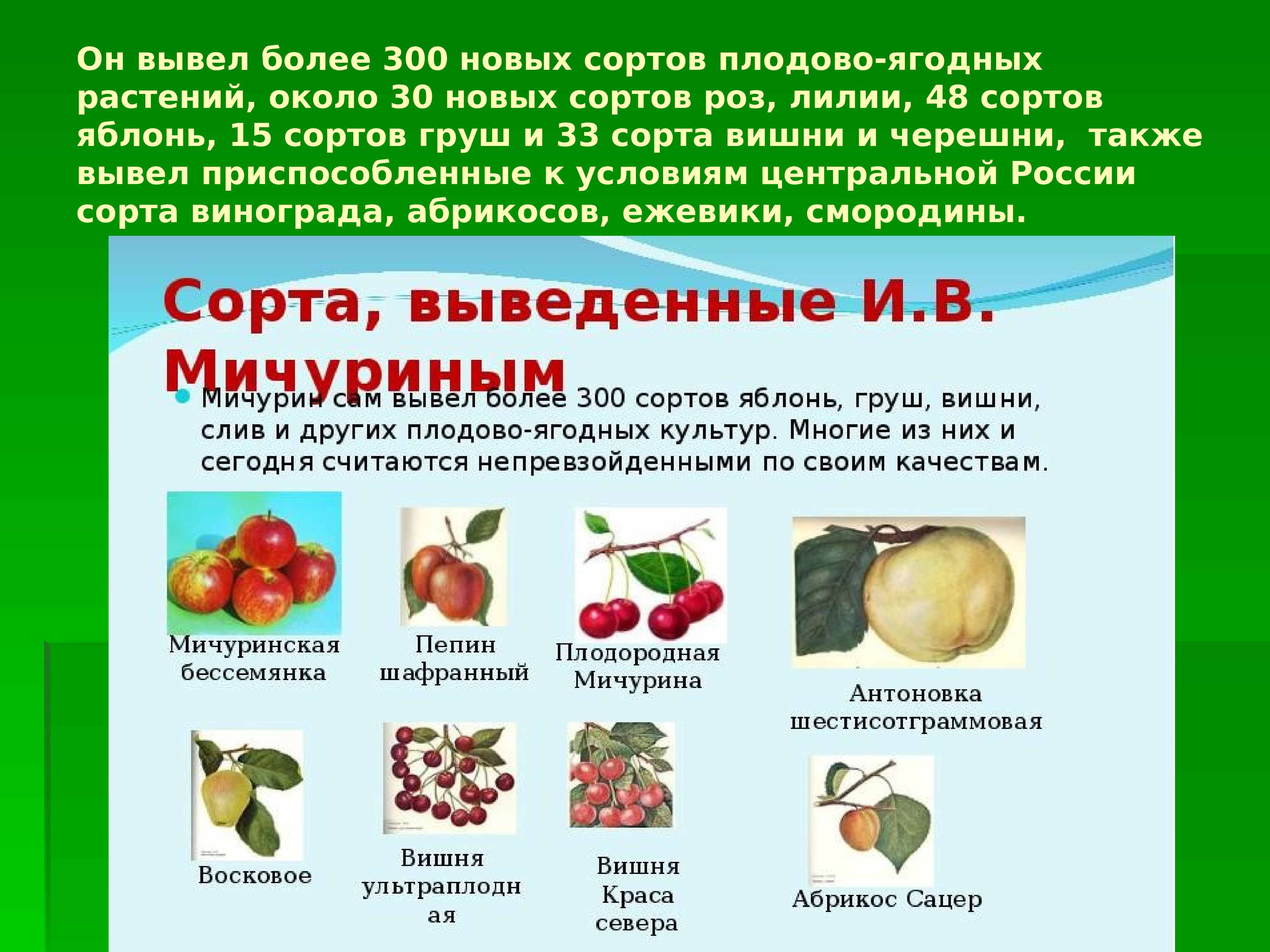 Сорта плодово ягодные культур. Вклад Мичурина в селекцию плодово ягодных культур.