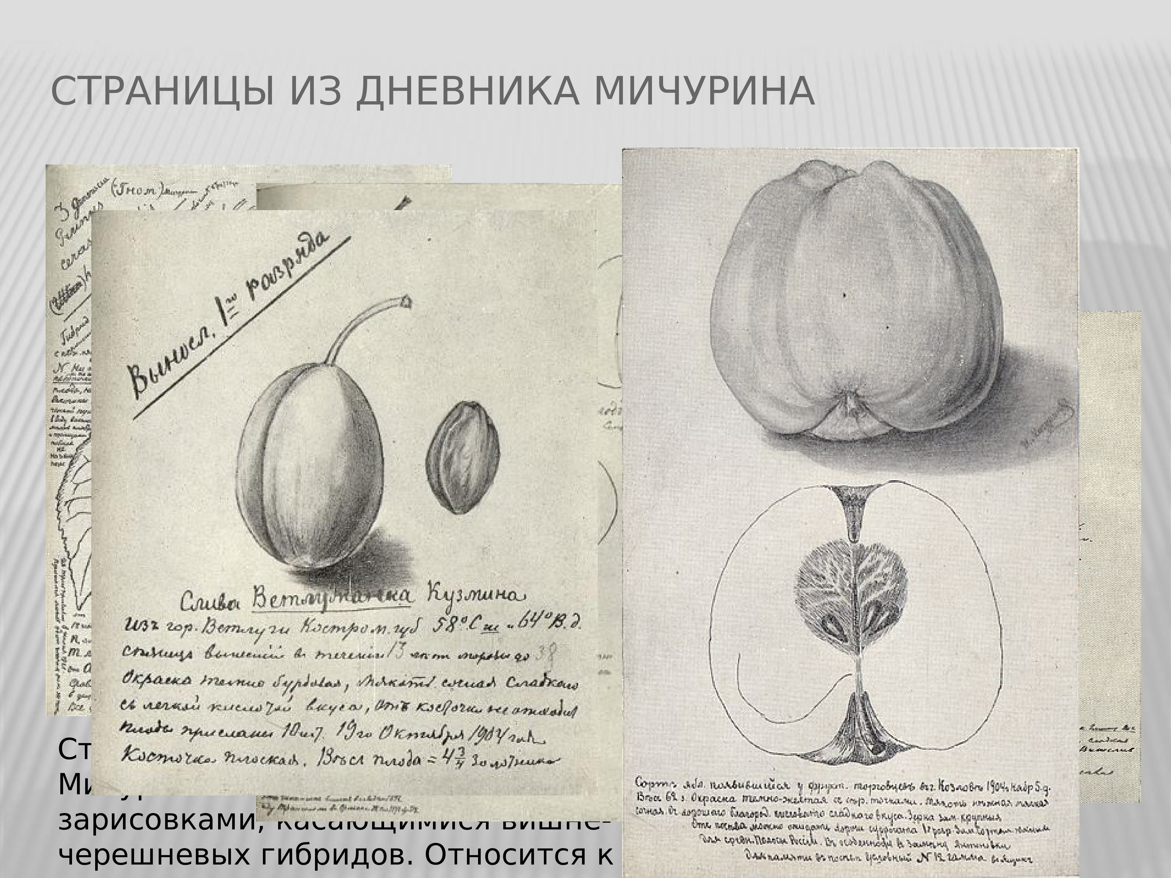 Мичурин смешные картинки