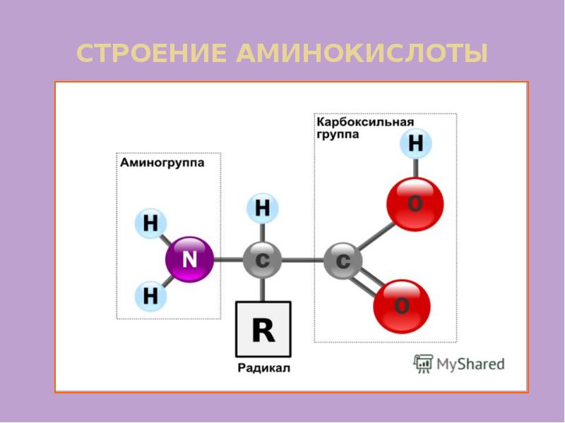 Аминокислоты состав молекул. Схематическое строение аминокислоты. Химическое строение аминокислот. Амины и аминокислоты строение. Альфа аминогруппа аминокислоты это.