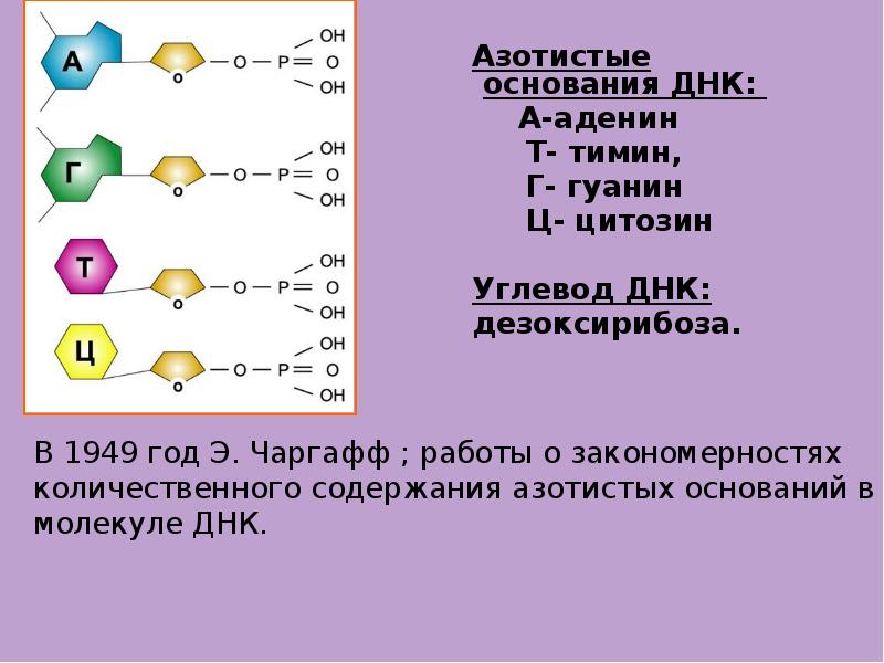 Углевод днк. Урацил строение и типы связи. Содержит азотистые основания аденин Тимин. Виды углеводов ДНК.