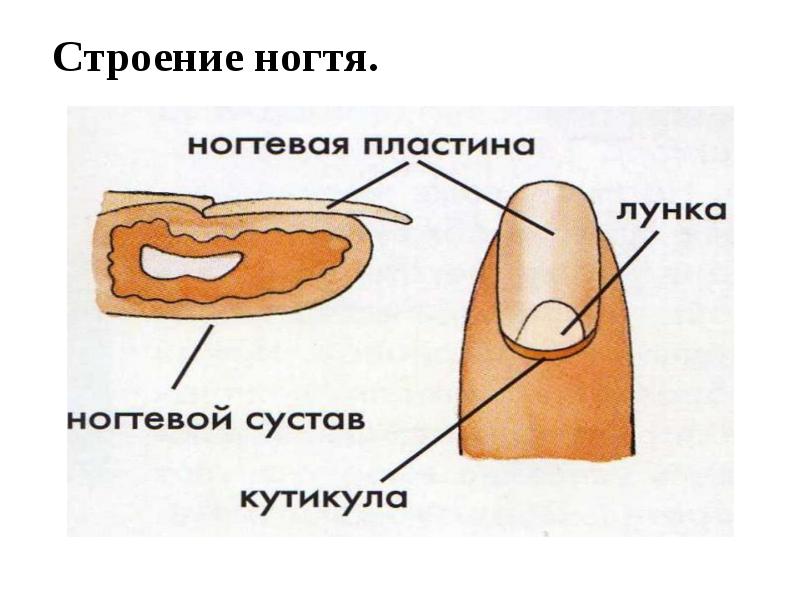 Образование ногтевых пластин. Эпонихий и кутикула. Строение ногтя. Структура ногтя. Строение ногтя на ноге.