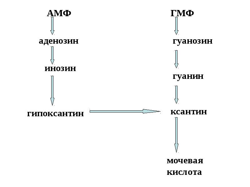 Схема гидролиза нуклеопротеинов биохимия