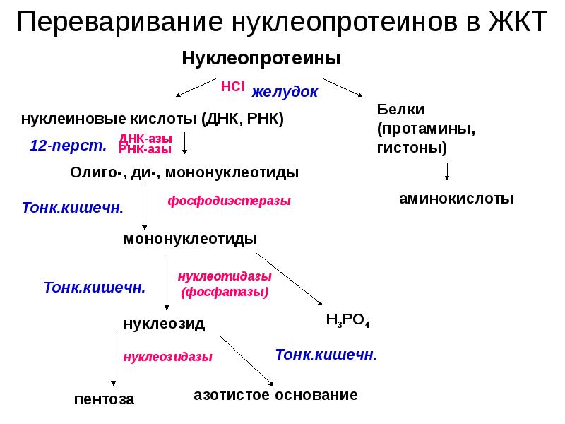 Нарушение обмена нуклеопротеидов презентация