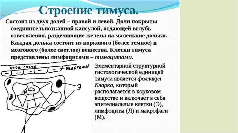 Таблица 72. Щитовидная и вилочковая железы годовалого ребенка 1979 Курепина М.М.
