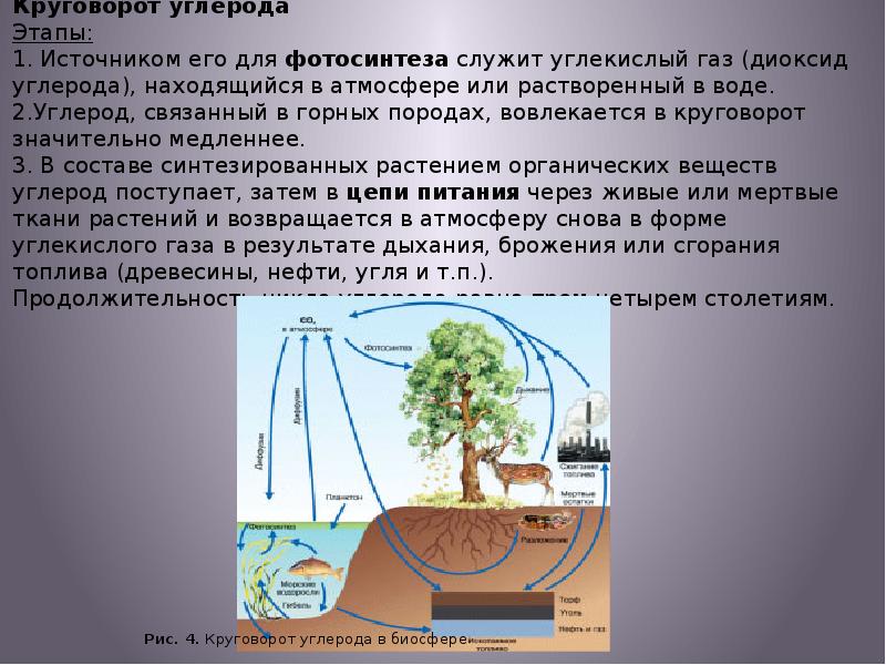 Круговорот углерода в биосфере презентация