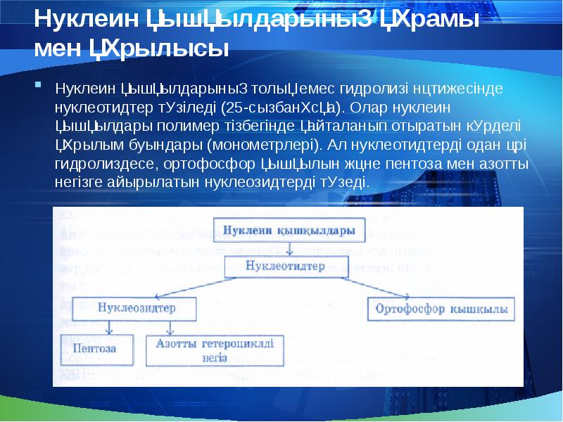 Нуклеин қышқылдары презентация