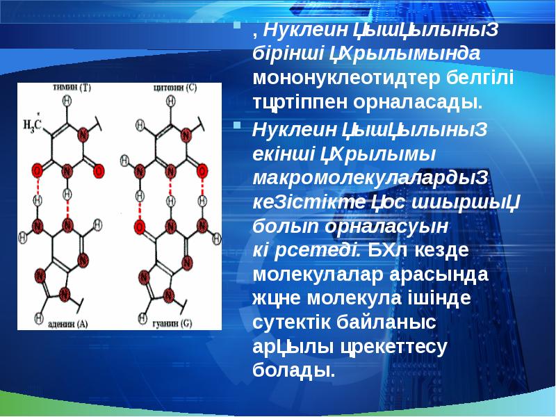 Нуклеин қышқылдары презентация