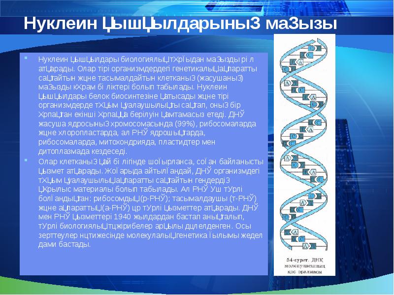 Нуклеин қышқылдары презентация