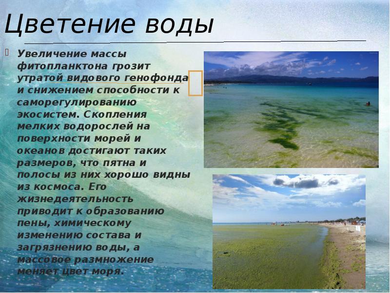 Как переводится вод. Цветение воды мирового океана. Цветение воды толщина слоя. Экологические проблемы морей России география 8 класс презентация. Цветение воды значение.