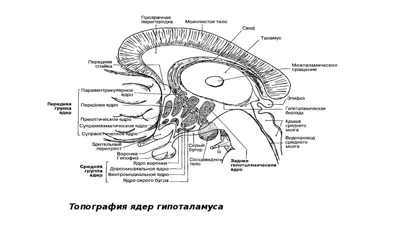 Лимбическая система презентация анатомия