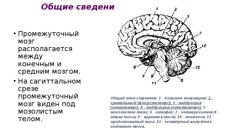 Мозолистое тело функции