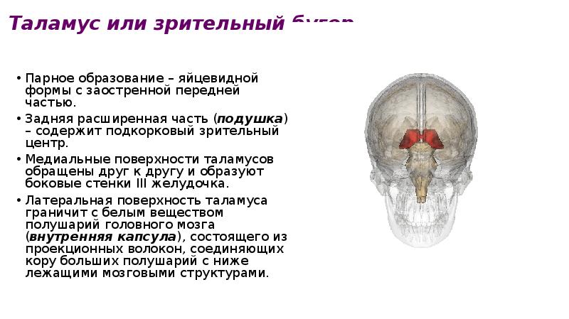 Таламус функции