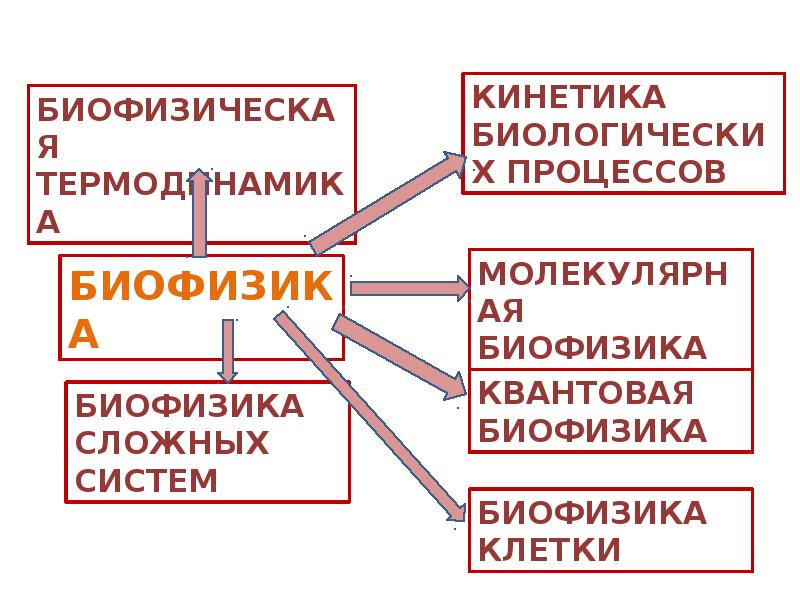 Биофизика. Принцип узкого места биофизика. Клиодинамика лекция.