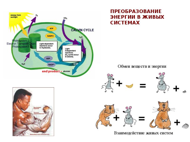 Биофизика человека проект по физике