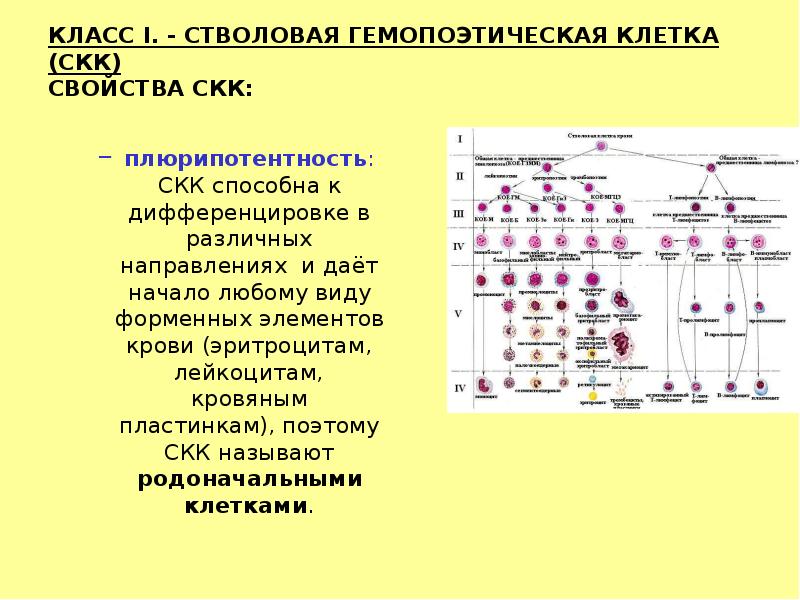 КЛАСС I. - СТВОЛОВАЯ ГЕМОПОЭТИЧЕСКАЯ КЛЕТКА (СКК) СВОЙСТВА СКК:  плюрипотентность: