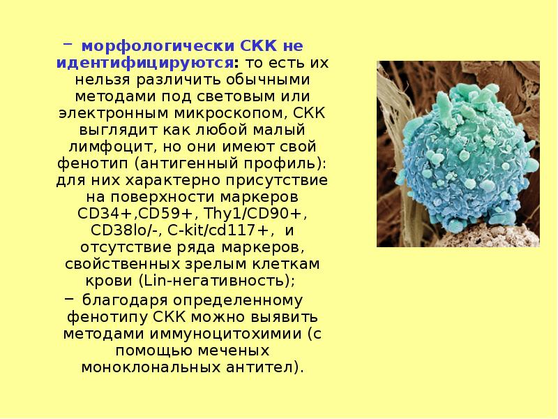 морфологически СКК не идентифицируются: то есть их нельзя различить обычными методами