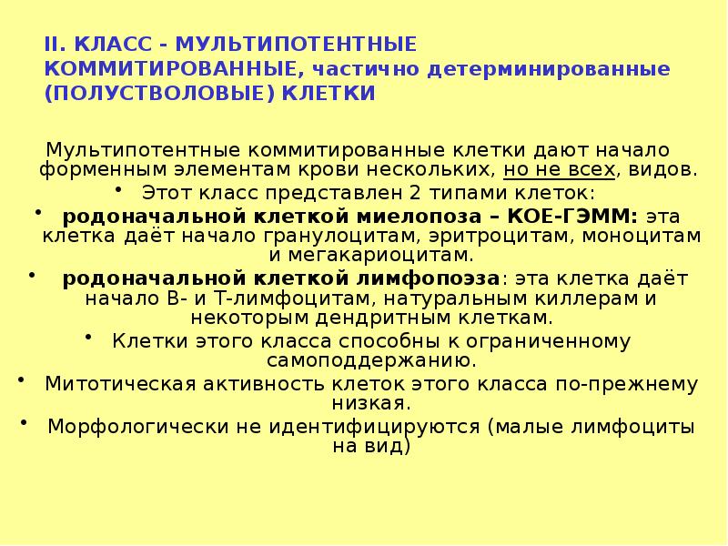II. КЛАСС - МУЛЬТИПОТЕНТНЫЕ КОММИТИРОВАННЫЕ, частично детерминированные (ПОЛУСТВОЛОВЫЕ) КЛЕТКИ Мультипотентные коммитированные