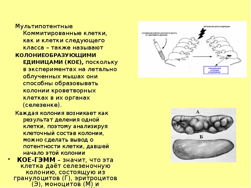 Мультипотентные Коммитированные клетки, как и клетки следующего класса – также называют