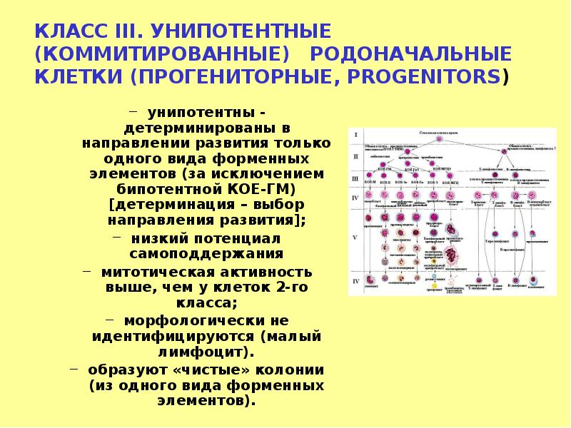 КЛАСС III. УНИПОТЕНТНЫЕ (КОММИТИРОВАННЫЕ)  РОДОНАЧАЛЬНЫЕ КЛЕТКИ (ПРОГЕНИТОРНЫЕ, PROGENITORS) унипотентны -