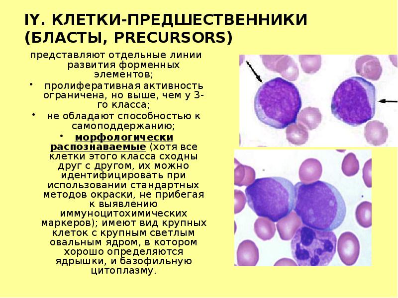 IY. КЛЕТКИ-ПРЕДШЕСТВЕННИКИ (БЛАСТЫ, PRECURSORS)  представляют отдельные линии развития форменных элементов;