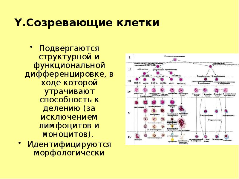 Y.Созревающие клетки Подвергаются структурной и функциональной дифференцировке, в ходе которой утрачивают