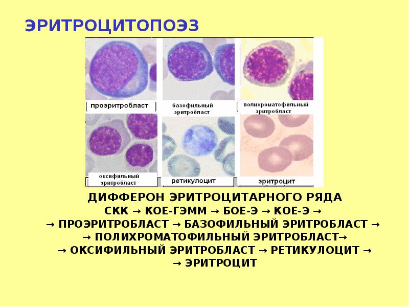 Нормоцит это. Базофильный эритробласт гистология. Оксифильный эритробласт цитоплазма. Оксифильные нормобласты. Эритробласт пронормоцит.