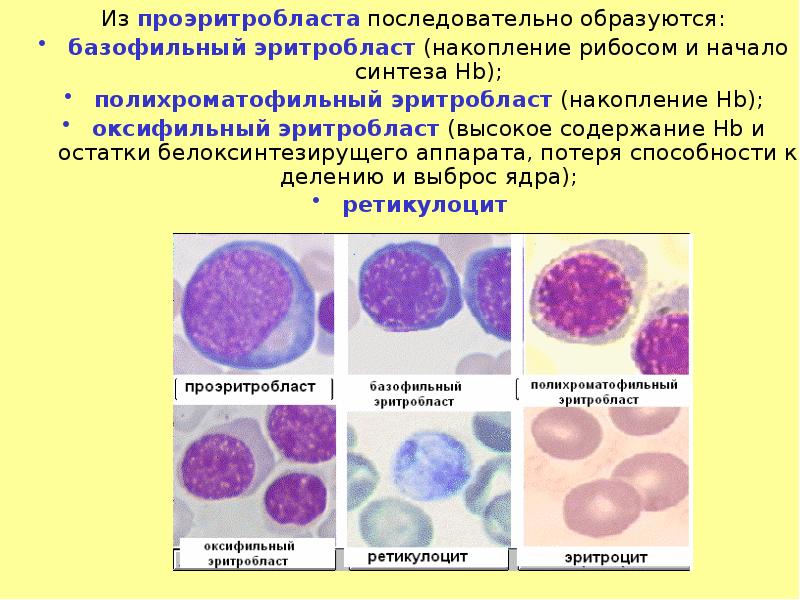 Из проэритробласта последовательно образуются: Из проэритробласта последовательно образуются: базофильный эритробласт (накопление