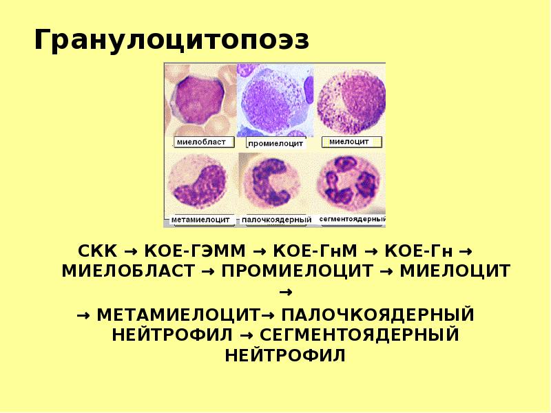 Гранулоцитопоэз СКК → КОЕ-ГЭММ → КОЕ-ГнМ → КОЕ-Гн → МИЕЛОБЛАСТ →