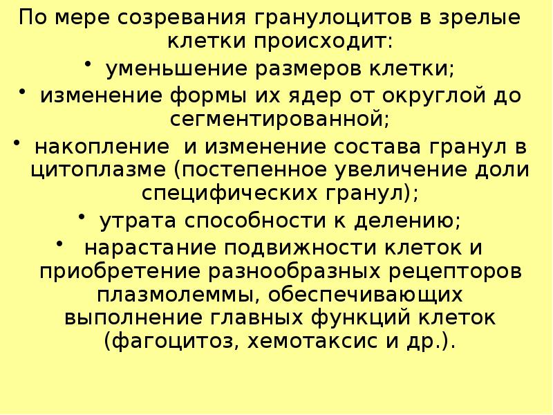 По мере созревания гранулоцитов в зрелые клетки происходит: По мере созревания