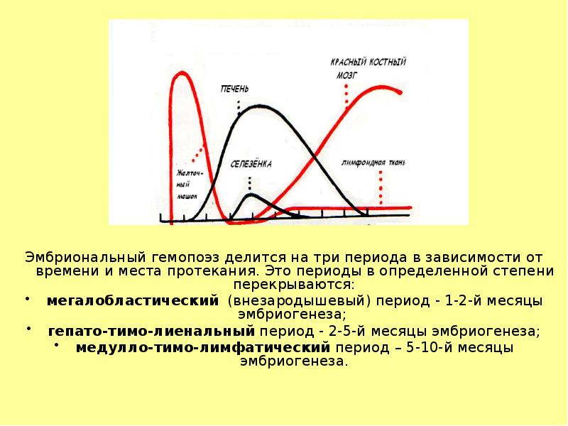 Эмбриональный гемопоэз делится на три периода в зависимости от времени и