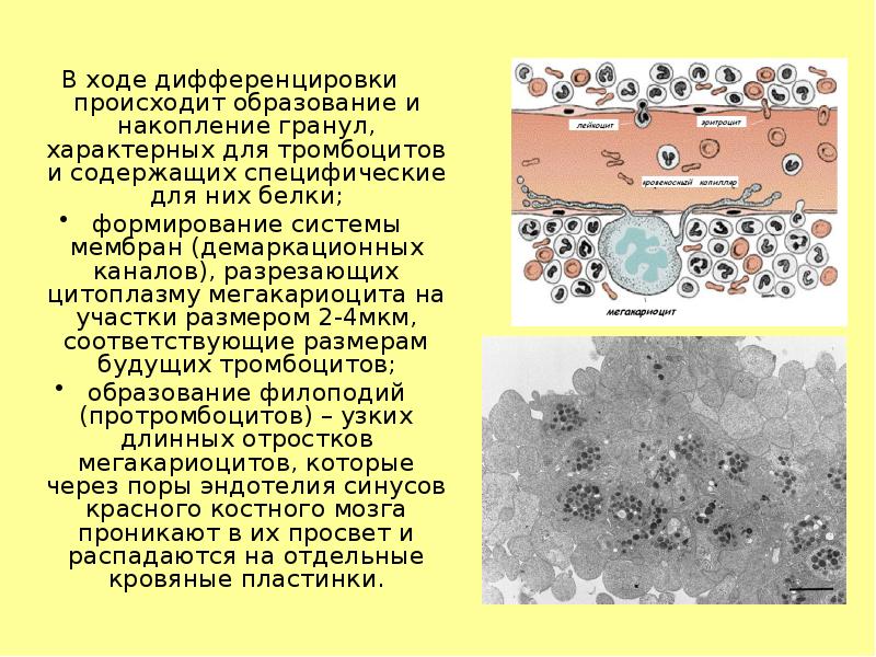 Происходит образование. Гранулы тромбоцитов. Содержимое гранул тромбоцитов. Альфа гранулы тромбоцитов. Содержит белок тромбоциты.