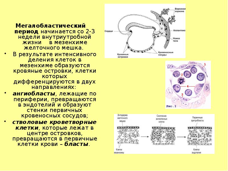Мегалобластический период начинается со 2-3 недели внутриутробной жизни  в мезенхиме