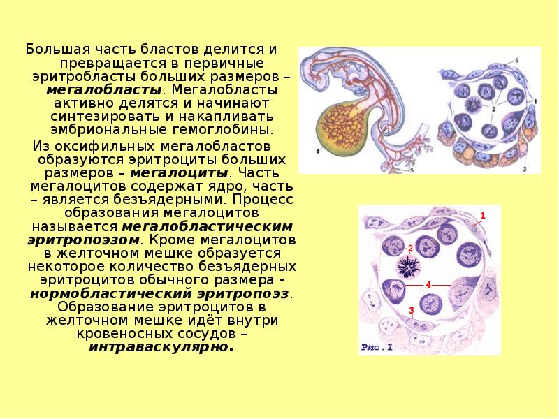 Большая часть бластов делится и превращается в первичные эритробласты больших размеров