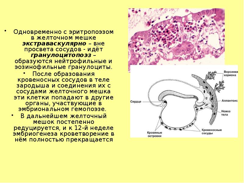 Одновременно с эритропоэзом в желточном мешке экстраваскулярно – вне просвета сосудов