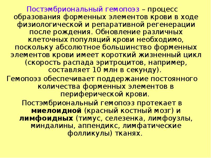 Постэмбриональный гемопоэз – процесс образования форменных элементов крови в ходе физиологической