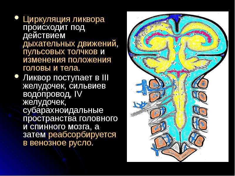 Ликворные изменения мозга. Пути оттока спинномозговой жидкости анатомия. Схема оттока цереброспинальной жидкости. Ликворная система спинного мозга; циркуляция ликвора;. Пути оттока ликвора анатомия.