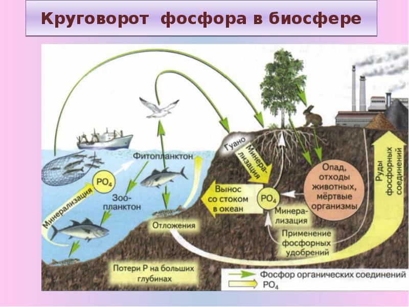 Схема превращения фосфора