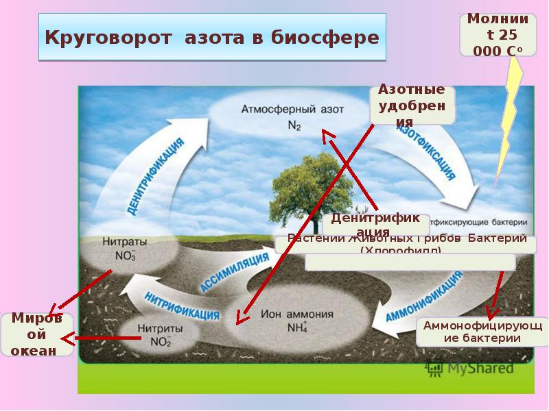 Установите последовательность круговорота азота в атмосфере. Круговорот веществ в биосфере. Биохимический круговорот азота. Круговорот азота в природе схема кратко. Цикл азота в биосфере.